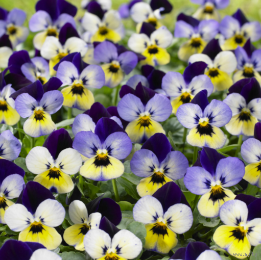 Виола полуампельная  Endurio F1 Blue Yellow With Purple Wing