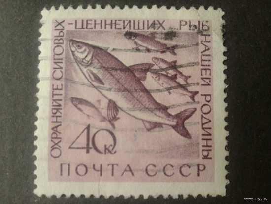 СССР 1960 рыбы