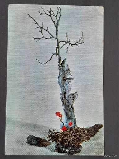 Чистая. Зимние мотивы Горбачев, Кулаков 1976 г