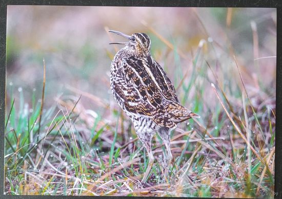 Беларусь 2021 открытка птица.