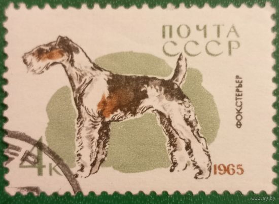 СССР 1965. Породы собак. Фокстерьер. Марка из сермм