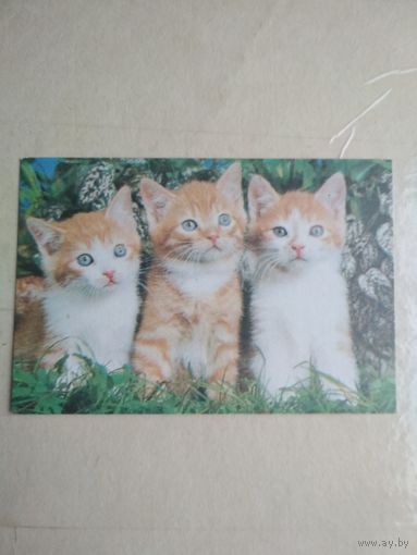 Карманный календарик. Кошки . 1996 год