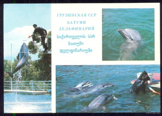 ДМПК СССР 1979 Батуми дельфинарий дельфины