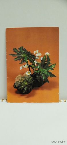 Открытка, 1987г. Новая. Комнатные цветы.   14