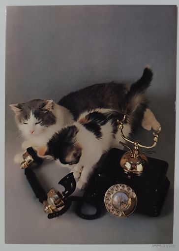 Не дозвонились. Коты. Открытка, 1989г.