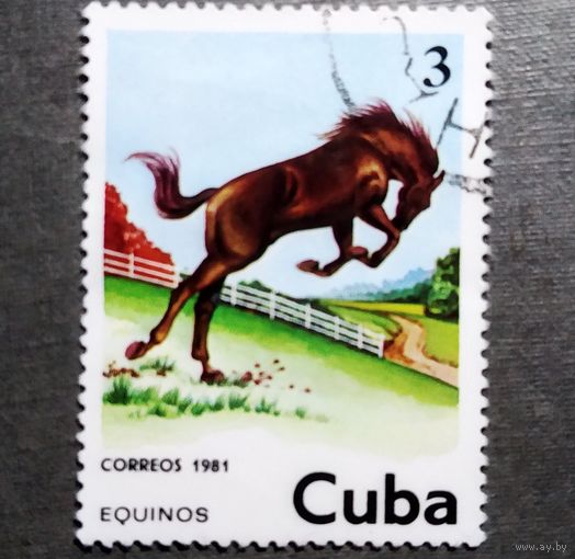 Марка Куба 1981 Лошадь