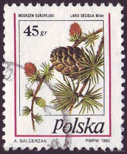 Хвойные шишки Польши 1995 год 1 марка