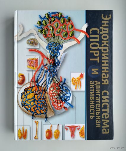 Эндокринная система, спорт и двигательная активность.