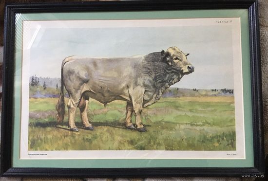 Сталинская литография 1955