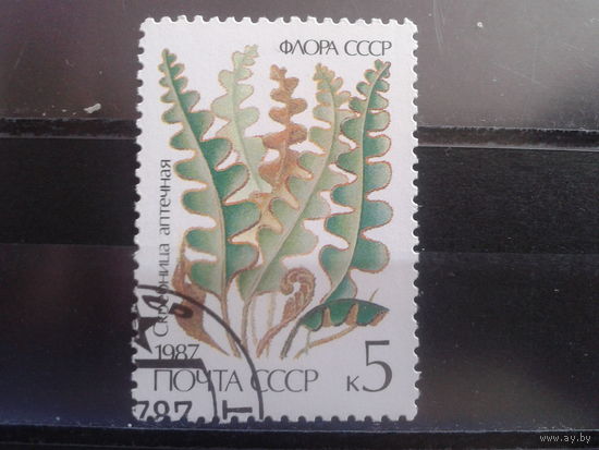 1987 Папоротник