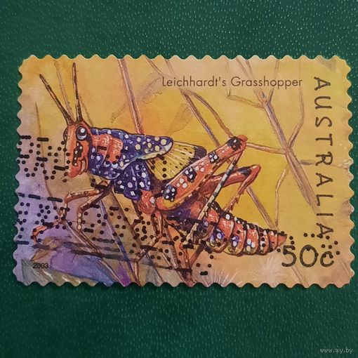 Австралия 2003. Фауна. Кузнечик