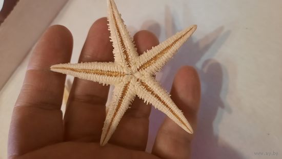 Морская звезда