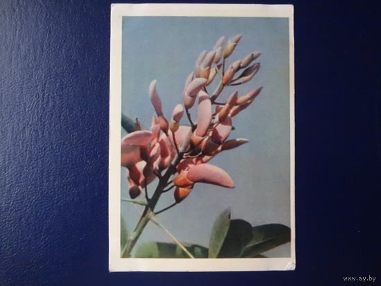 Цветы кораллового дерева.  1963 г.