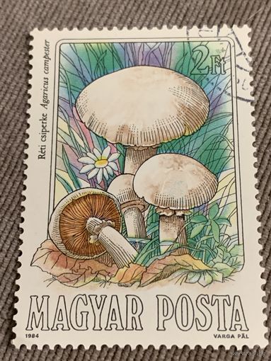 Венгрия 1984. Грибы. Agaricus compester. Марка из серии