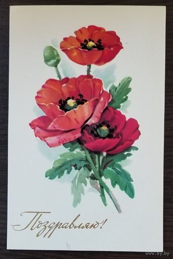 Открытка Поздравляю (маки), 1978 г, чистая