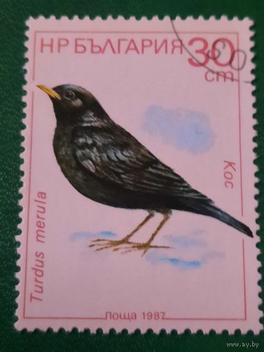 Болгария 1987. Фауна. Птицы. Turdus Merula. Марка из серии