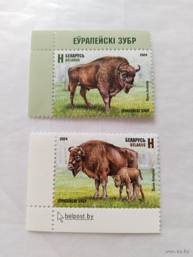 Беларусь   2024 2 м зубры