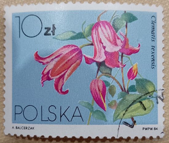 Польша 1984. Флора. Цветы. Clematis texensis. Марка из серии