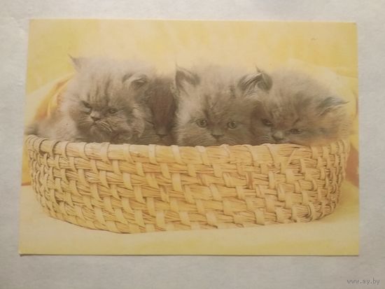 Карманный календарик. Котик.1994 год