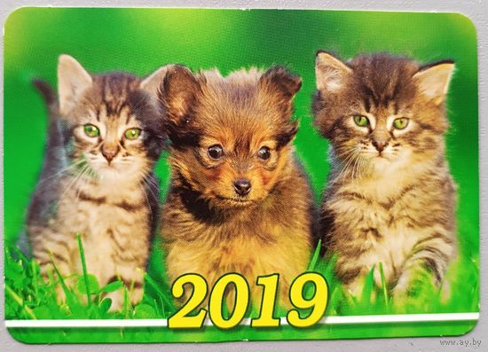 Щенок и котята. Календарик, 2019