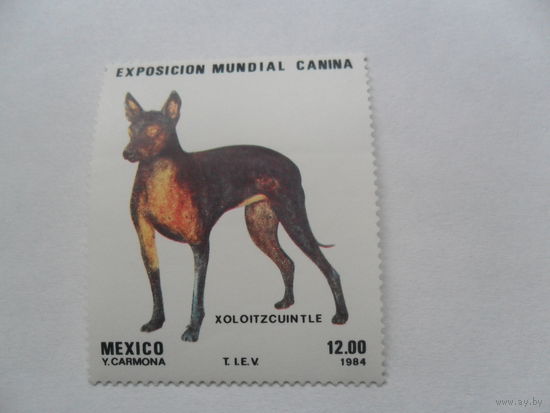 Мексика, собака