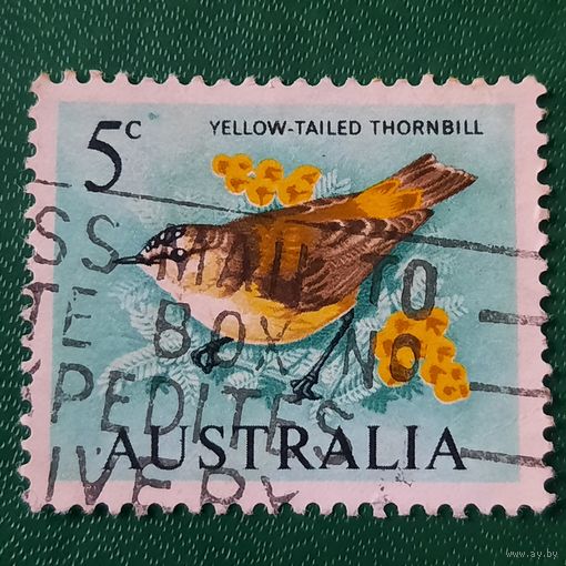 Австралия. Фауна. Птицы. Yellow Tailed Thornbill