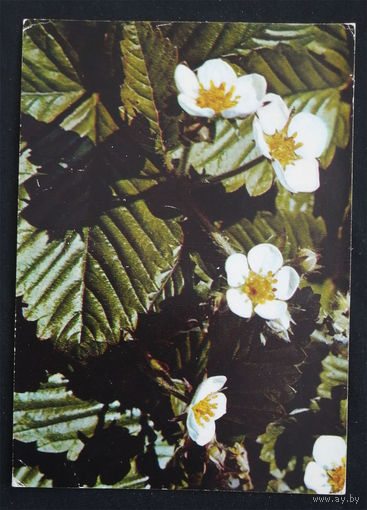 Терзиев Л. Земляника лесная. Лекарственные растения. Флора. 1977 год #0150-FL1P75
