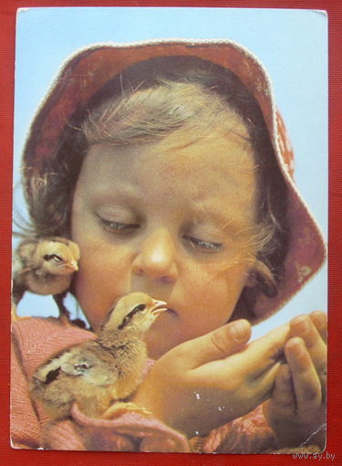 Птенцы. Чистая. 1987 года. Фото Рябко. 1505.