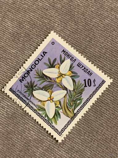 Монголия 1979. Цветы. Potaninia mongolica. Марка из серии