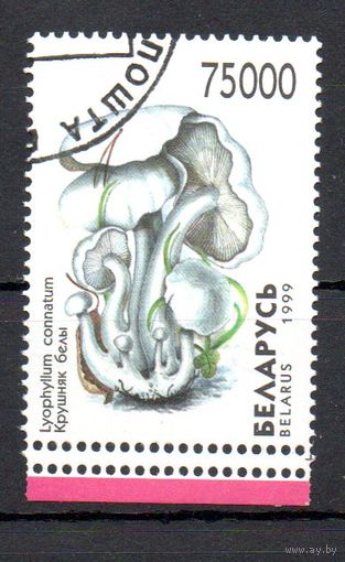 Грибы Беларусь 1999 год 1 марка