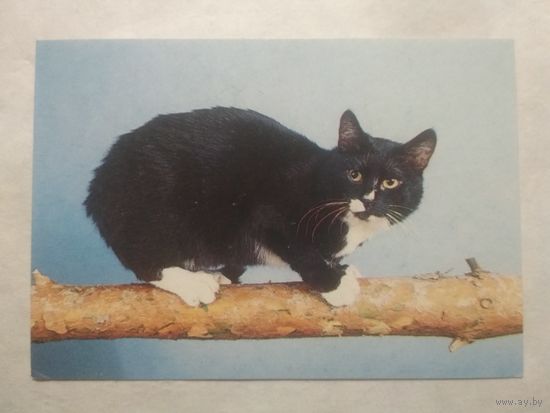Карманный календарик. Котик.1994 год