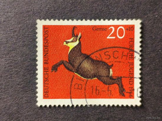 Германия 1966. Дикая природа. Серна