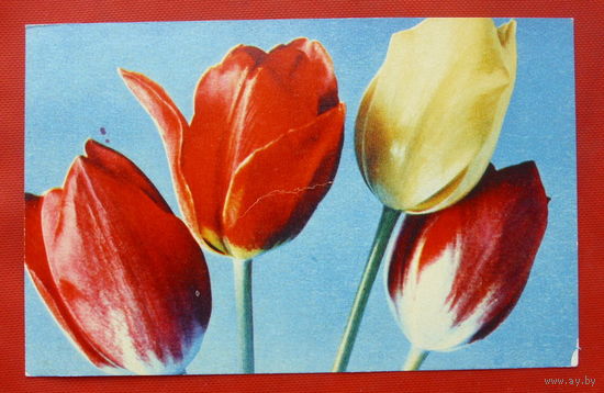 Тюльпаны. Фото Смолякова. 1968 года. Чистая. 379.