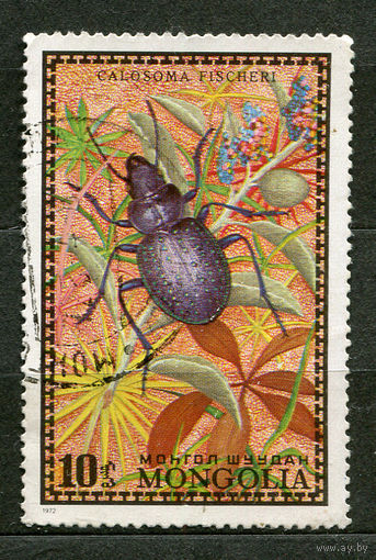 Насекомые. Жук. Монголия. 1972