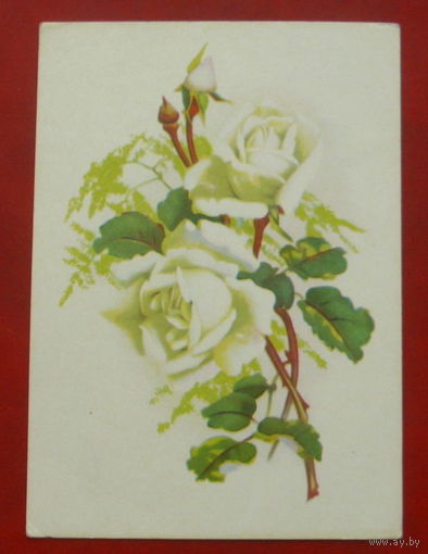 Розы. Чистая. 1977 года. Таллинн. 1735.