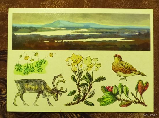 Открытка "Лапландский заповедник"