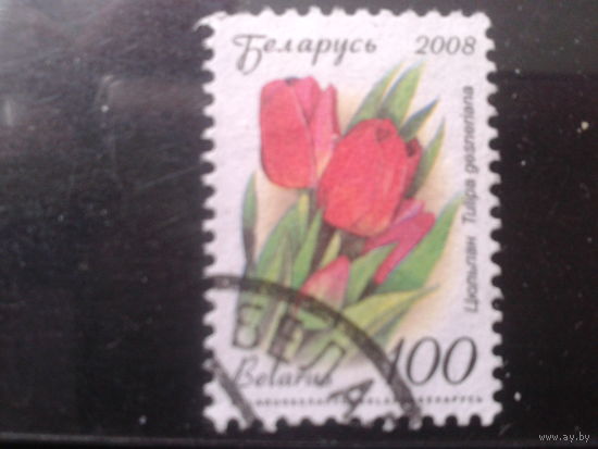2008 Стандарт, тюльпаны