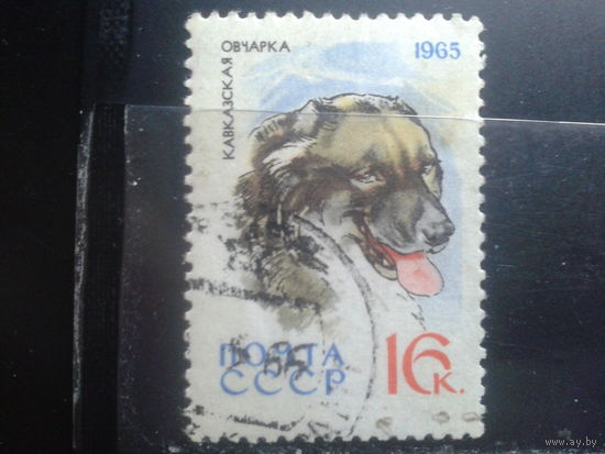 1965 Кавказская овчарка, концевая