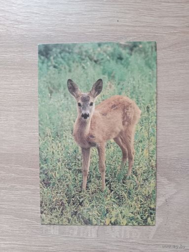 Открытка 1995