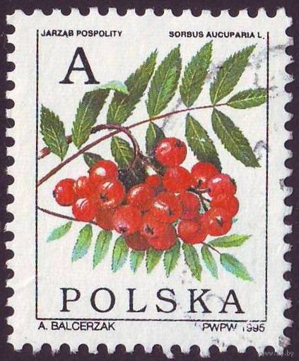 Лиственные лесные плоды Польша 1995 год 1 марка