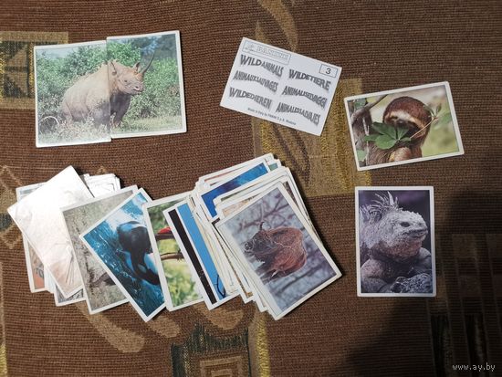 Наклейки Дикие животные  PANINI Wild Animals