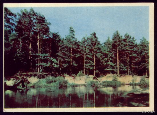 1965 год Сосновый бор
