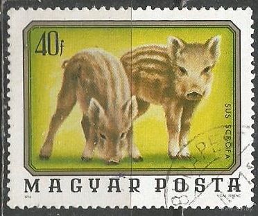 Венгрия. Лесные звери. Поросята. 1976г. Mi#3098.