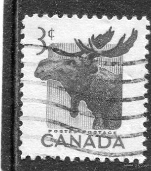 Канада. Стандарт. Фауна. Лось