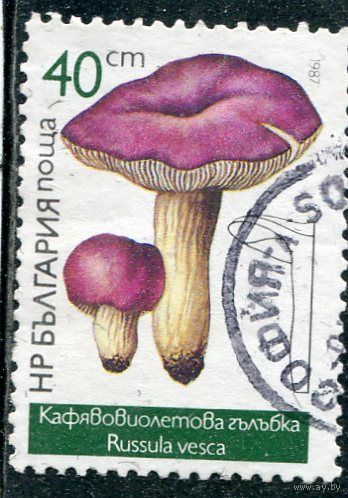 Болгария. Гриб