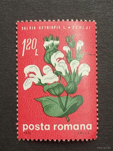 Румыния 1970. Цветы. Шалфей эфиопский