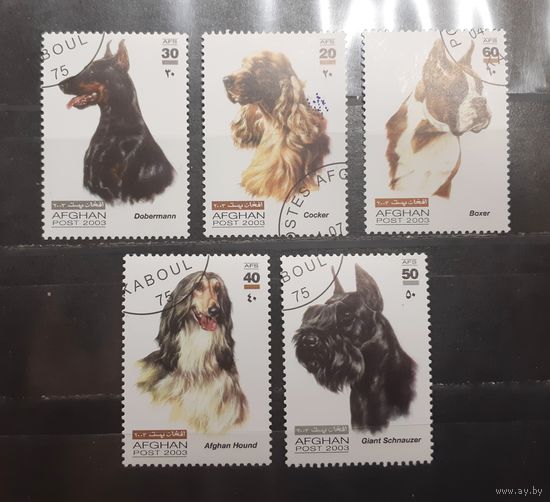 Афганистан. 2003 год. Фауна. Собаки (783)