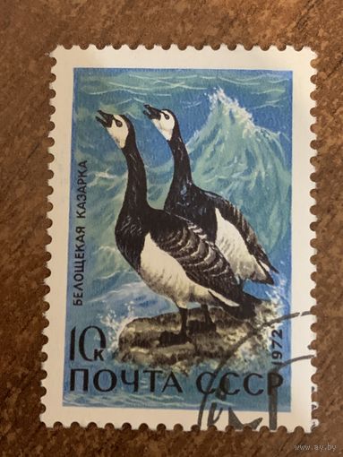 СССР 1972. Белощекая казарка. Марка из серии