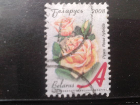 2008 Стандарт, розы