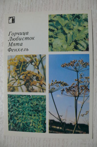 1986; Горчица. Любисток. Мята. Фенхель (10*15 см).